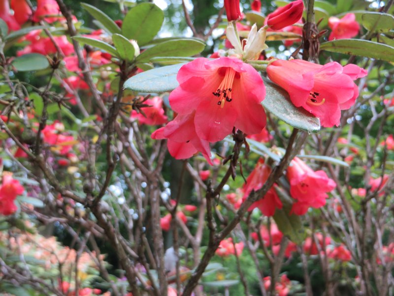 Rhododendron dichotomous